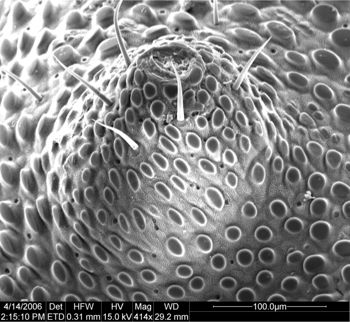 Media type: image;   Invertebrate Zoology 134654